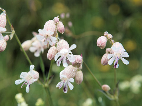 Silene vulgaris