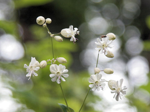 Silene vulgaris