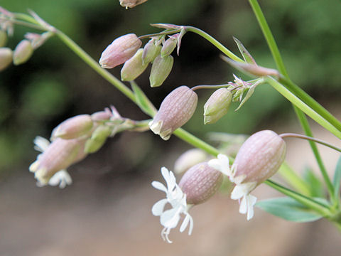 Silene vulgaris