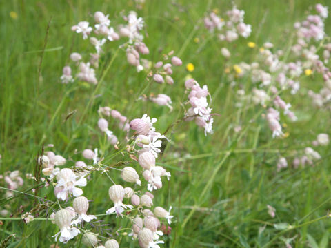 Silene vulgaris