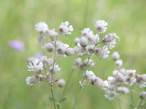 Silene vulgaris