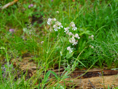 Silene vulgaris