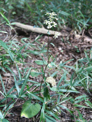 Aster scaber