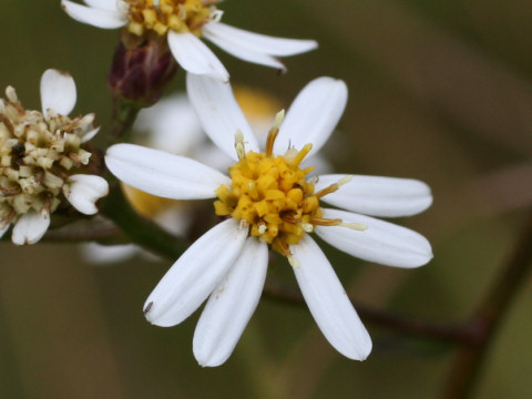 Aster scaber