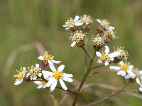 Aster scaber