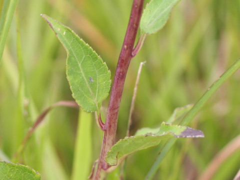 Aster scaber