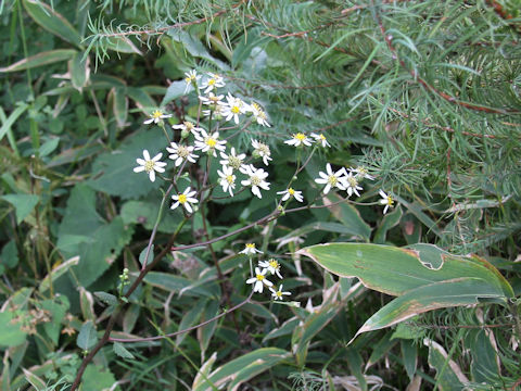 Aster scaber