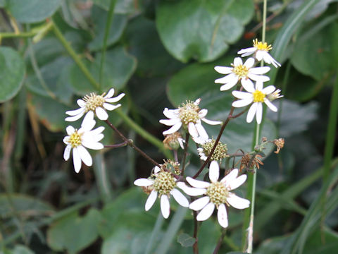 Aster scaber