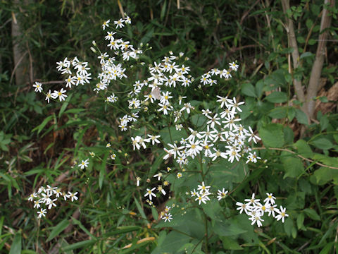 Aster scaber