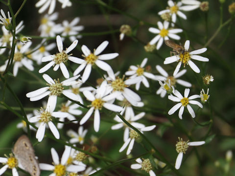 Aster scaber