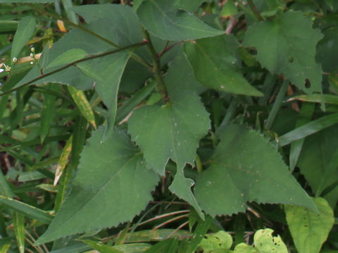 Aster scaber