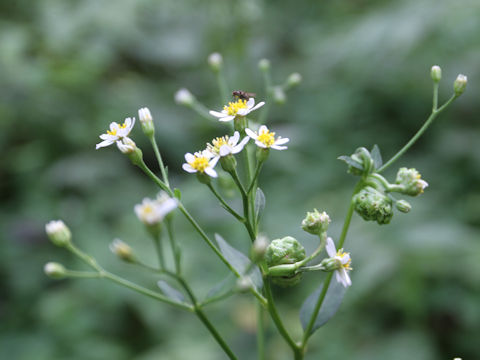 Aster scaber