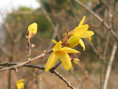 Forsythia sp.