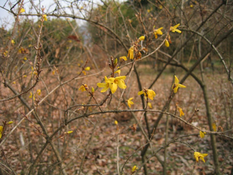 Forsythia sp.