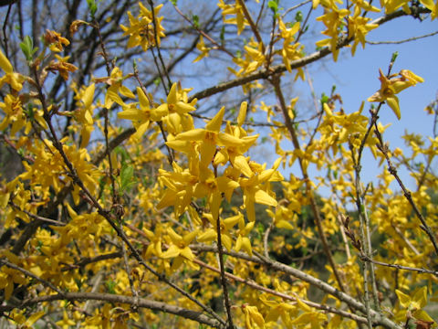 Forsythia sp.