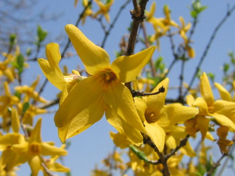 Forsythia sp.