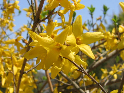 Forsythia sp.