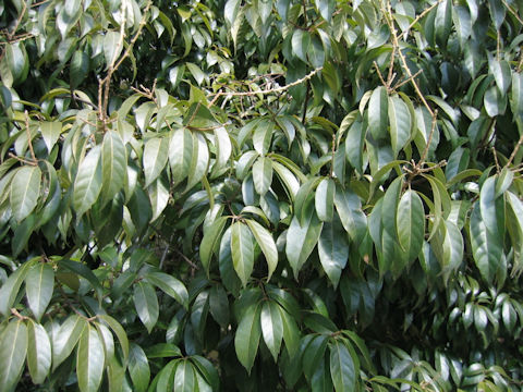 Lithocarpus glabra