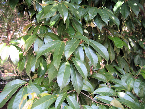 Lithocarpus glabra