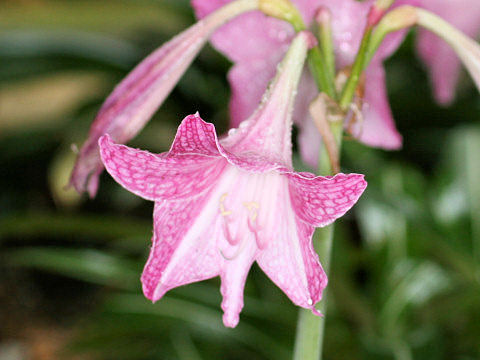 Hippeastrum reticulatum var. striatifolium