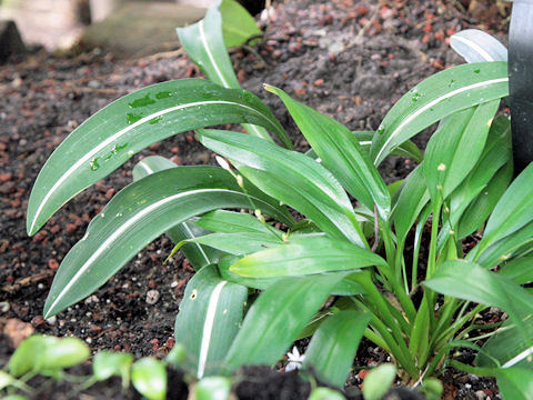 Hippeastrum reticulatum var. striatifolium