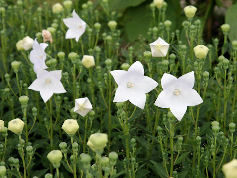 Platycodon grandiflorus f. albiflorus