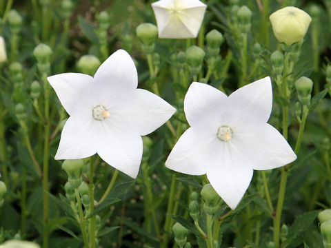 Platycodon grandiflorus f. albiflorus