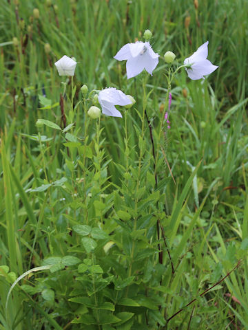 Platycodon grandiflorus f. albiflorus