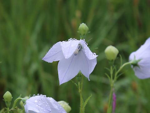 Platycodon grandiflorus f. albiflorus