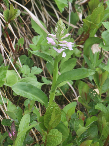 Orchis aristata f. albiflora