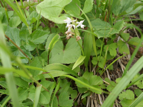 Orchis aristata f. albiflora