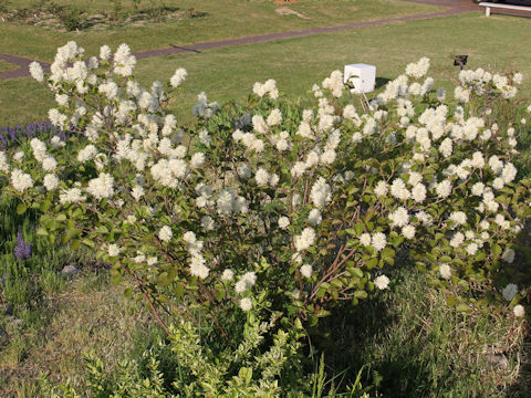 Fothergilla major