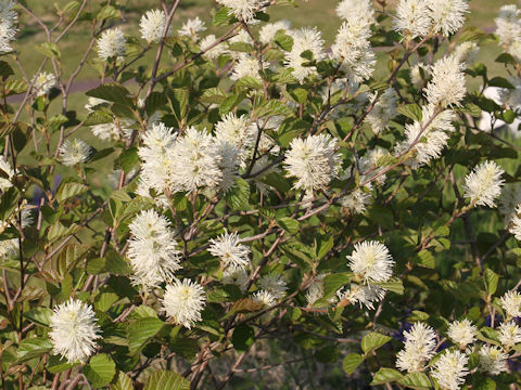 シロバナマンサク Fothergilla Major