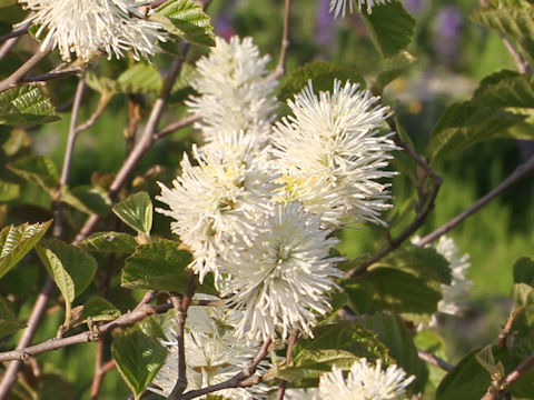 Fothergilla major