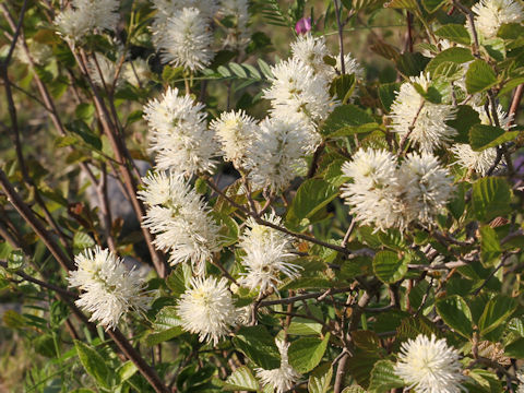 シロバナマンサク Fothergilla Major