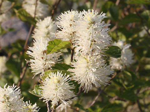 Fothergilla major