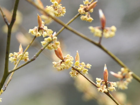 Lindera triloba