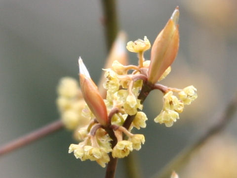 Lindera triloba