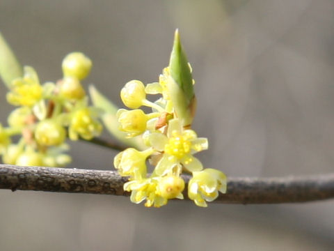 Lindera triloba