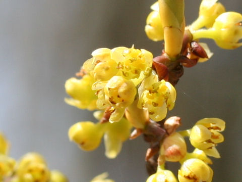 Lindera triloba