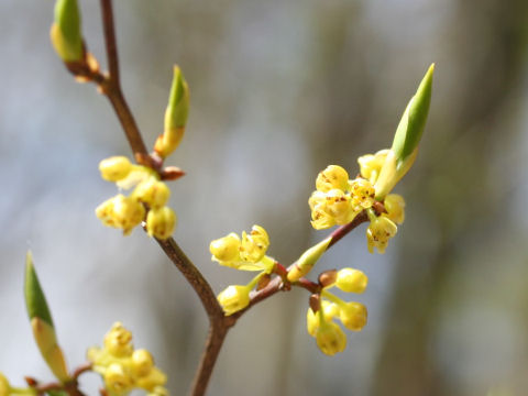 Lindera triloba