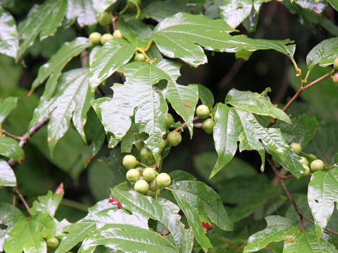 Lindera triloba