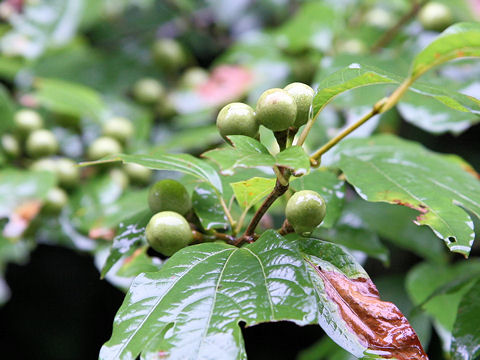 Lindera triloba