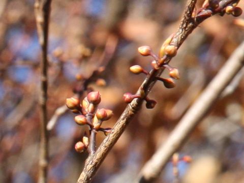 Lindera triloba