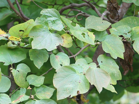 Lindera triloba