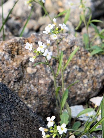 Draba shiroumana