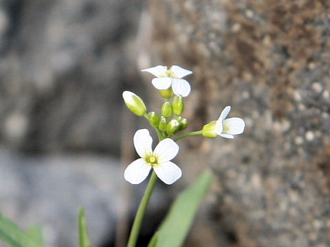 Draba shiroumana