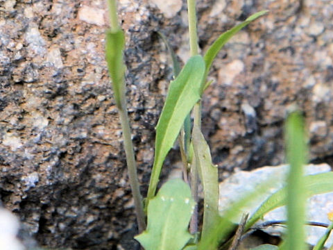 Draba shiroumana