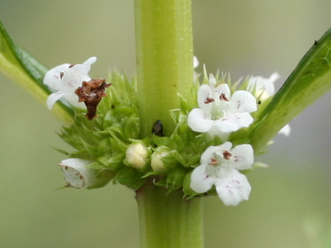 Lycopus lucidus