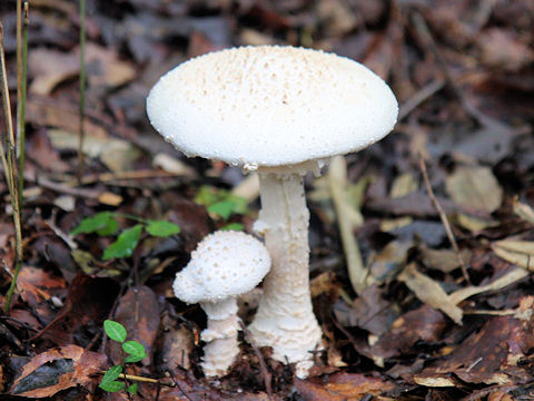 Amanita virgineoides